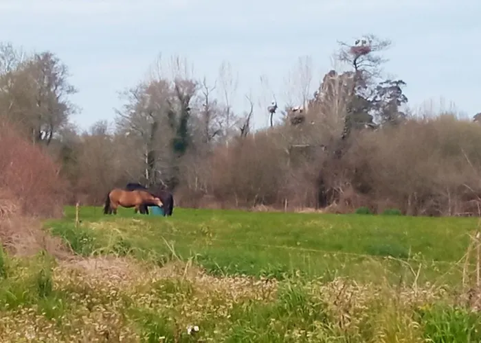 Apartment Aveiro, Ria E Fado Aveiro