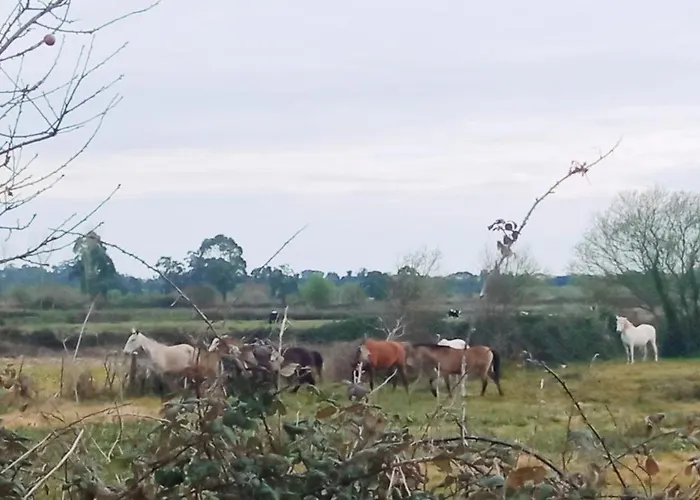 Aveiro, Ria E Fado * Aveiro