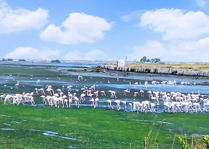 Apartment Aveiro, Ria E Fado *